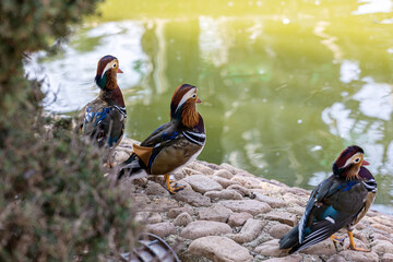 Mandarin ducks at the zoo