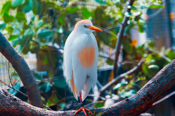 white and red bird