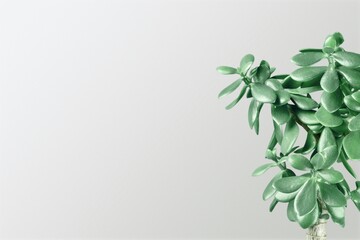 Fototapeta na wymiar Elegant green plant background . Floral backround .