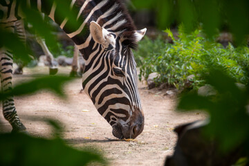 Zebra