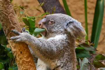 Koala der Eukalyptus frisst