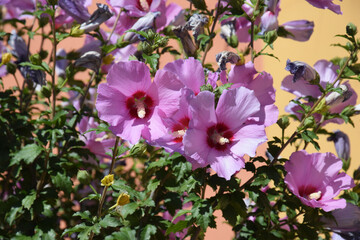 Hibiscus blooms in summer. Beautiful pink flowers Hibiscus syriacus