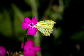 żółty motylek na kwiatku