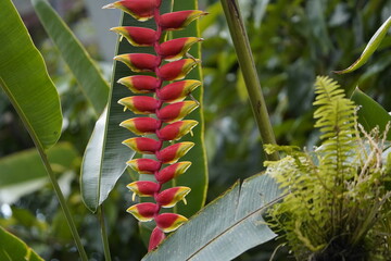 Heliconia, also popularly known as lobster-claw, wild plantain or false bird-of-paradise. Heliconiaceae family.