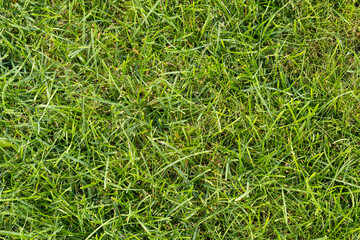 green grass background
