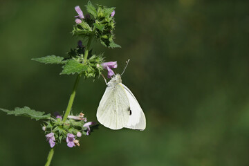 Kohlweißling an lila Blüte