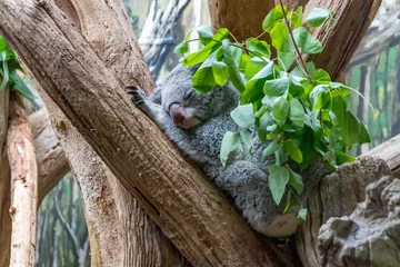 Foto auf Acrylglas schlafender Koala © Martin