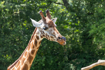 Giraffe