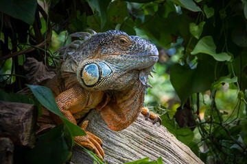 Leguan versteckt in den Blättern eines Baumes