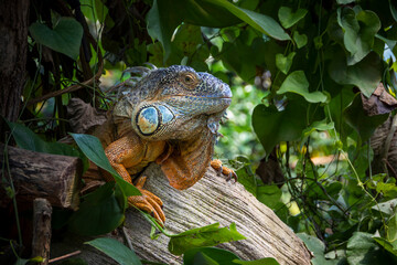 Leguan versteckt in den Blättern eines Baumes