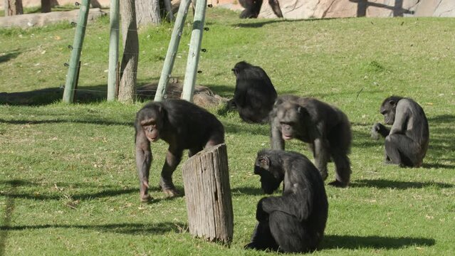 A group of chimpanzees playing in a zoo enclosure. A young chimpanzee tumbles in the grass as the older chimps walk past.