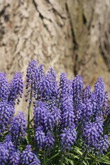 Fototapeta premium Purple flowers in the garden