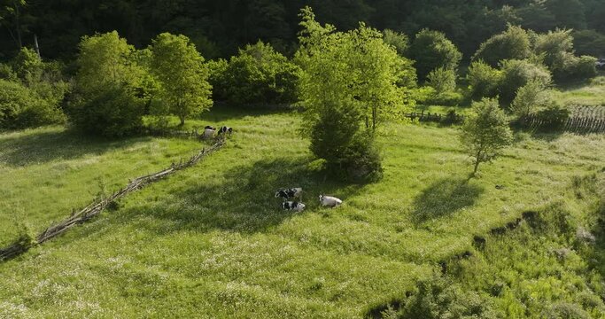 Dairy Cattle Lying On The Green Grass At Summer In Daba, Georgia. - aerial