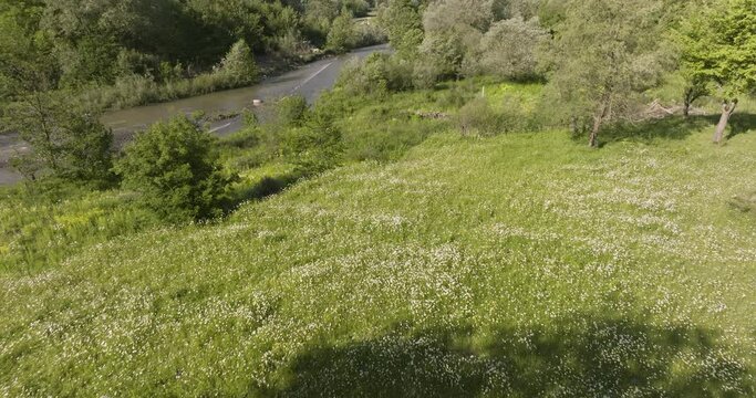 Dairy Cows Grazing In The Pasture Under The Tree Shade On A Sunny Day In Daba, Georgia. - aerial
