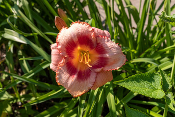 Hemerocallis Strawberry Candy daylily, macro photography of lilies on a summer day. Garden lily of...