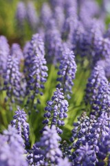 close up of lavender flowers