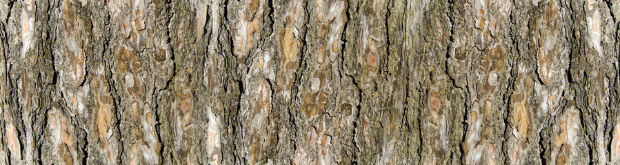 the bark of an old pine tree with deep cracks. tree bark texture. Banner for insertion into site.