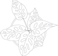 Top view of a monstera house plant. Vector potted plant. 
