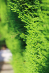 close up of a green plant