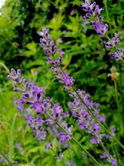 Lavendelzweige im Garten