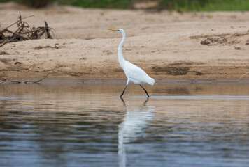 Great Egret large white heron in natural protected habitat along the Rufiji River, East Africa