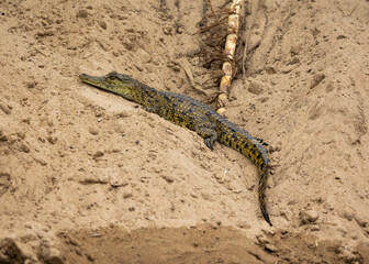 Small baby Crocodile on the bank of the Rufiji River in Tanzania, East Africa