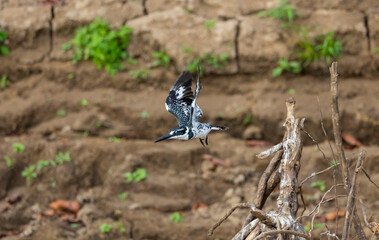 Pied Kingfisher bird in natural protected habitat along the Rufiji River, Tanzania