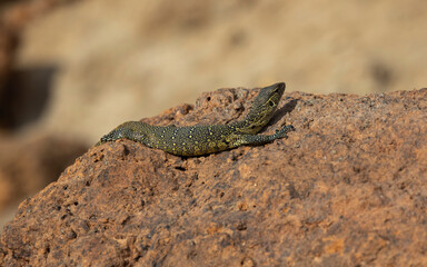 Water monitor lizard in protected natural habitat along the Rufiji River bank, Tanzania