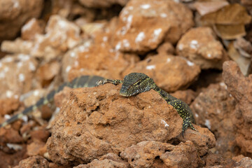 Water monitor lizard in protected natural habitat along the Rufiji River bank, Tanzania