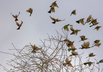 Flock of Cinnamon-chested bee-eater small bird in a tree along the Rufiji River in Tanzania