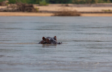 Fototapeta premium Hippos emerging from the water along the Rufiji River in protected natural habitat in an East Africa national park