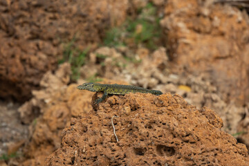 Water monitor lizard in protected natural habitat along the Rufiji River bank, Tanzania