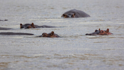 Fototapeta premium Hippos emerging from the water along the Rufiji River in protected natural habitat in an East Africa national park