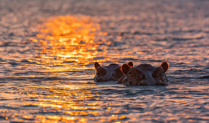 Hippos on the Rufiji River during sunset protected natural habitat in an East Africa national park - obrazy, fototapety, plakaty
