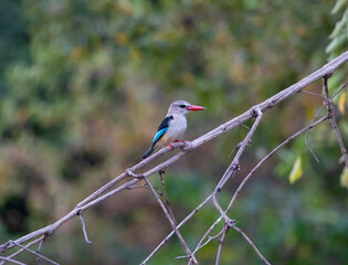 Woodland or Mangrove Kingfisher in natural protected habitat along the Rufiji River, Tanzania