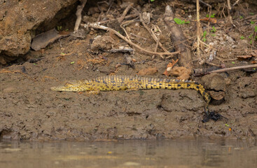 Crocodile on the bank of the Rufiji River in Tanzania, East Africa