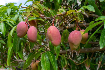 Red mango on a tree in the orchard