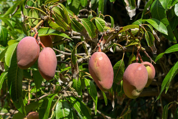 Red mango on a tree in the orchard