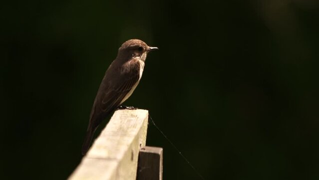 A Spotted Flycatcher (Muscicapa striata) sitting on a fench and polishing its feathers