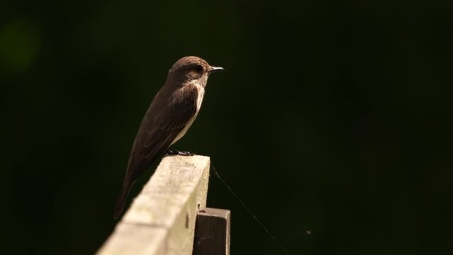 A Spotted Flycatcher (Muscicapa striata) sitting on a fench and looking for insects