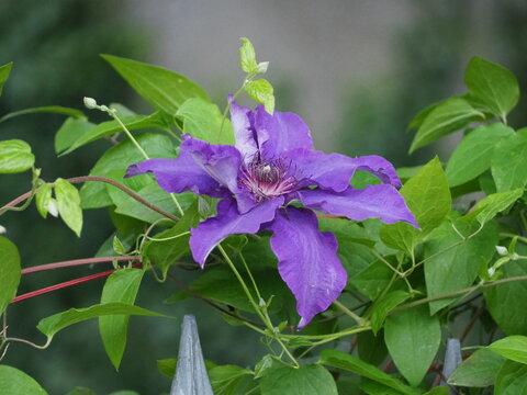 Clematis Kletterpflanze