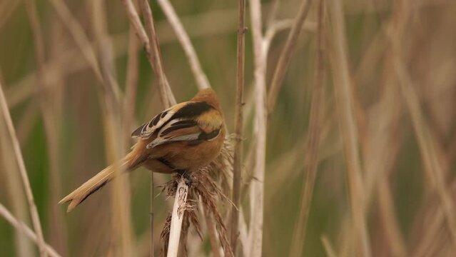 A juvenile Bearded Reedling (Panurus biarmicus) foraging in the reed