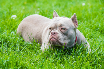 Lilac color American Bully dog is lying on green grass