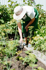Senior farmer woman bent over working in vegetable garden outdoors. Gardening hobby in retirement