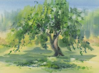 Apple tree in the garden in summer watercolor background