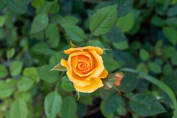 Amazing vintage orange rose. Composition of blooming bud rose on the blurred foliage. Green background with beautiful one orange flower rose for poster, branding, calendar, card, cover, post, website