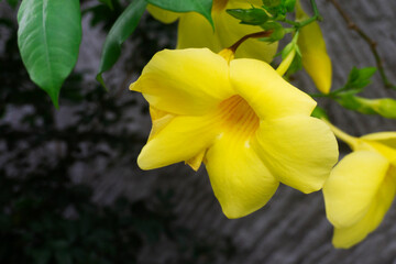 yellow flowers in the garden