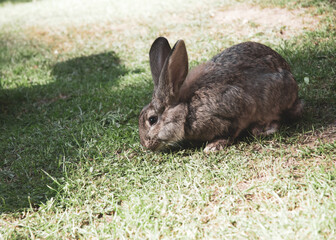 The domestic rabbit is eating grass.