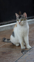 close up photo of a cat focusing on the face with blurry background