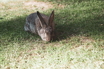 Naklejka na ściany i meble The domestic rabbit is eating grass.